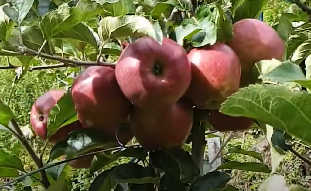 सडक पहुँच नहुँदा गोरखाको उच्च हिमाली क्षेत्रमा उत्पादित करोडौँको स्याउ नष्ट