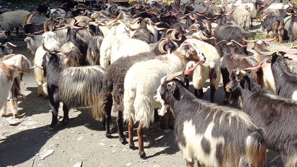 यस वर्ष दशैंमा मुस्ताङमा १६ करोडको भेडाच्याङ्ग्रा बिक्री