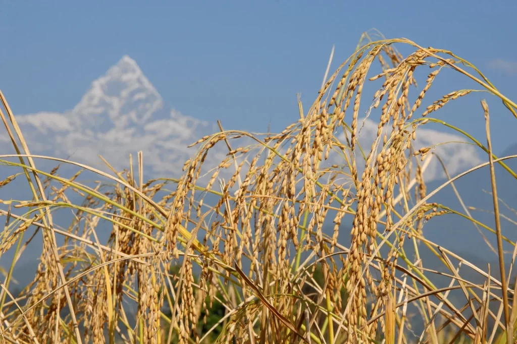 सरकारले बढायो वर्षे धानको न्यूनतम समर्थन मूल्य