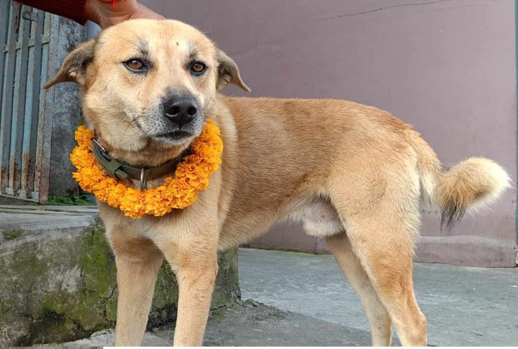 यमपञ्चकको तेस्रो दिन : नरक चतुर्दशी, कुकुर तिहार