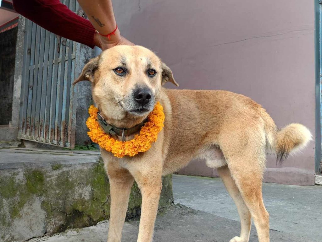 आज कुकुर तिहार, पूजा गरेर मिठा–मिठा खानेकुरा दिएर मनाइँदै