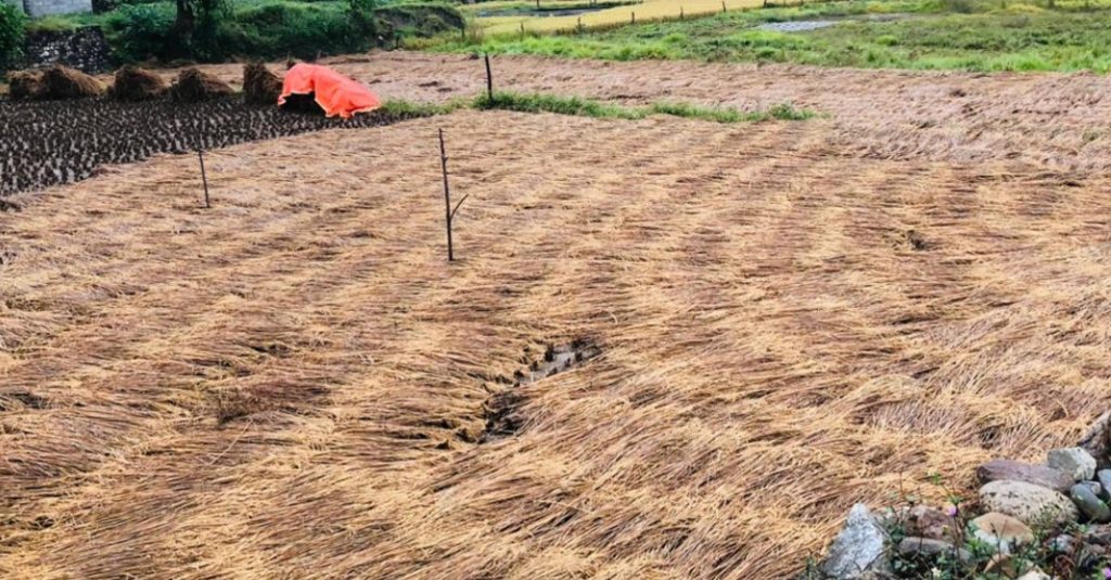 तनहुँको १० पालिकामा भित्रयाउन लागेको धान खेतमै सोत्तर