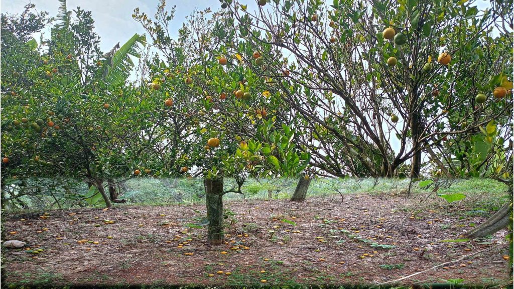 असिनापानी र रोगकिराको असरः स्याङ्जामा २० करोडको सुन्तलामा क्षति