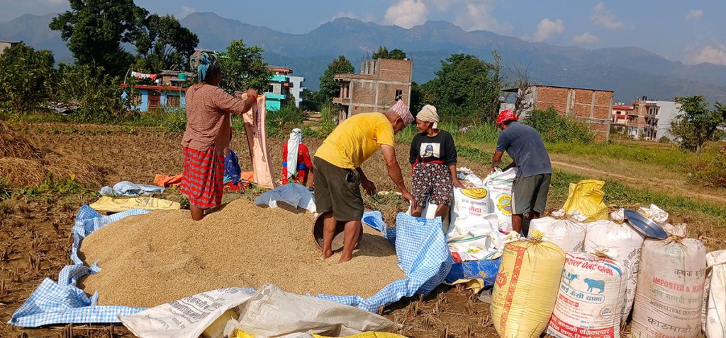 पाल्पामा धान उत्पादन बढ्यो, किसान उत्साहित