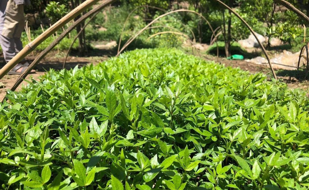 टिमुरका बिरुवा बेचेर वार्षिक दुई लाख आम्दानी