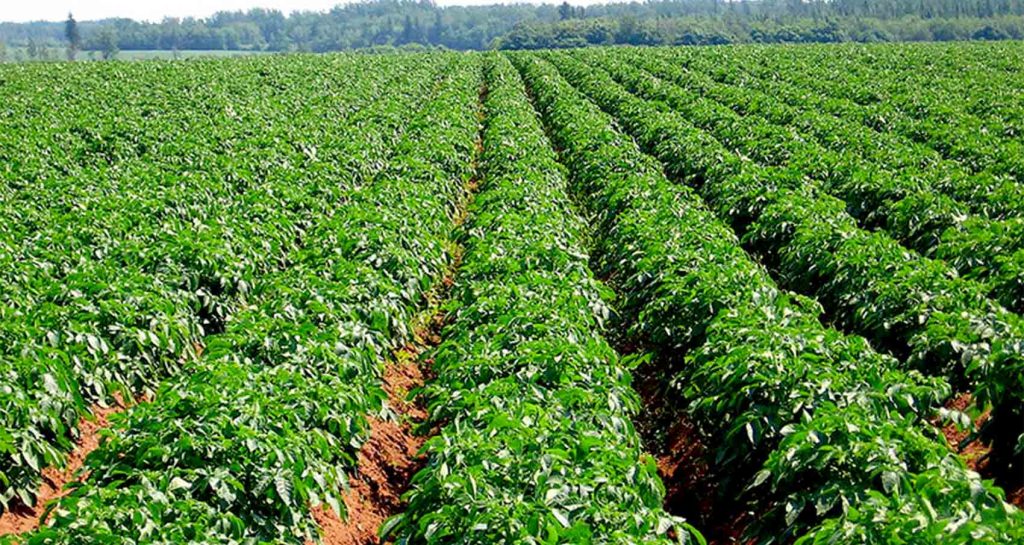 नवलपरासीमा ११ हेक्टर क्षेत्रफलमा आलुखेती विस्तार