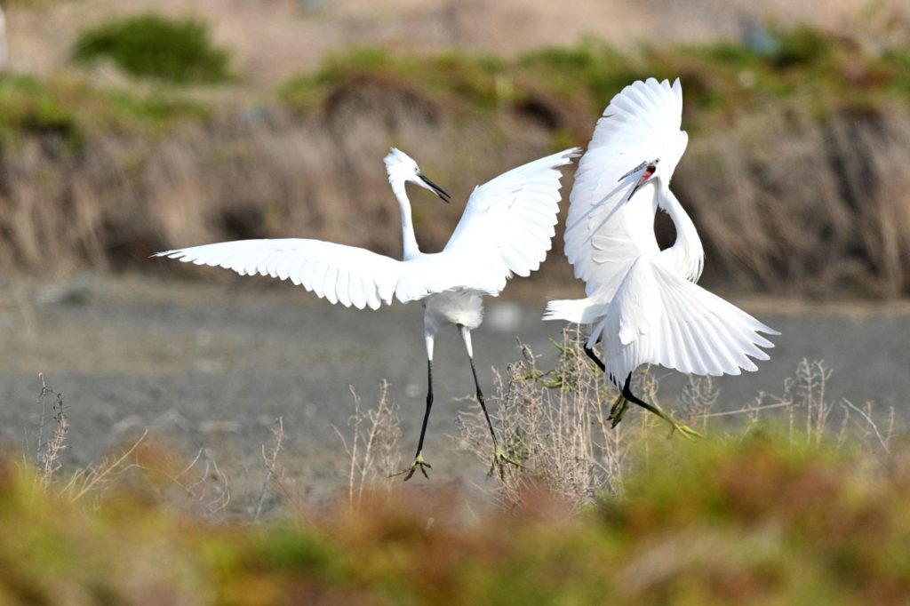बागलुङको काठेखोला गाउँपालिकाले समुदायकै नेतृत्वमा जलचर संरक्षण गर्ने