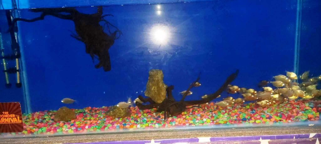 माछा अबलोकनमा समेत रमाए लेखनाथ महोत्सवका दर्शक