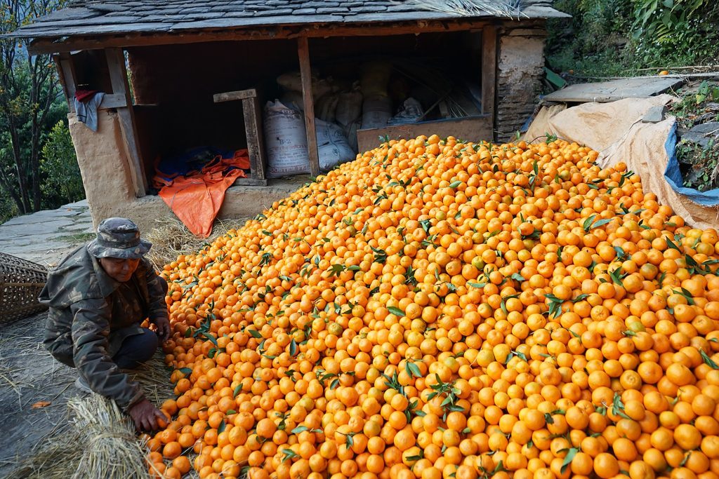 तीन सय बोटको सुन्तला बेच्दा वर्षमा २० लाख आम्दानी