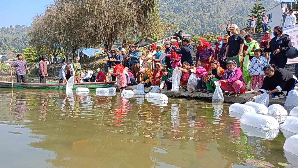 फेवातालमा माछाका २५ हजार भुरा छाडियो