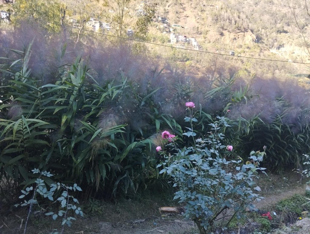 अम्रिसोबाट आम्दानी गर्दै म्याग्दीका किसान