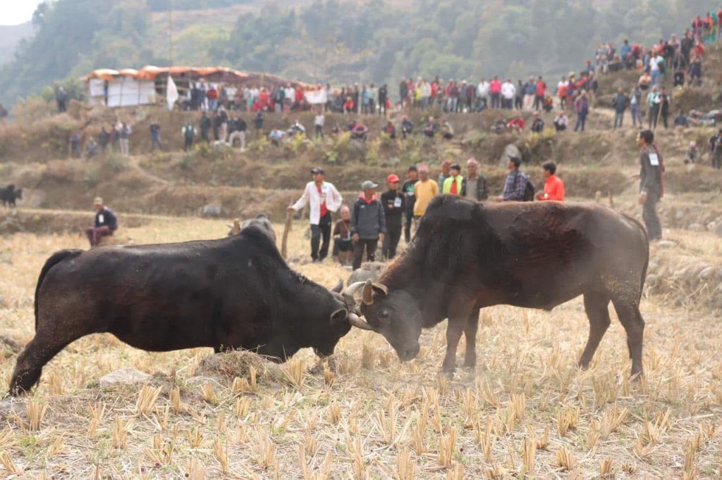 मादी गाउँपालिकामा फागुन १ देखि हुने सोँथर बेँसी टारी बजार मेलाको तयारी पुरा