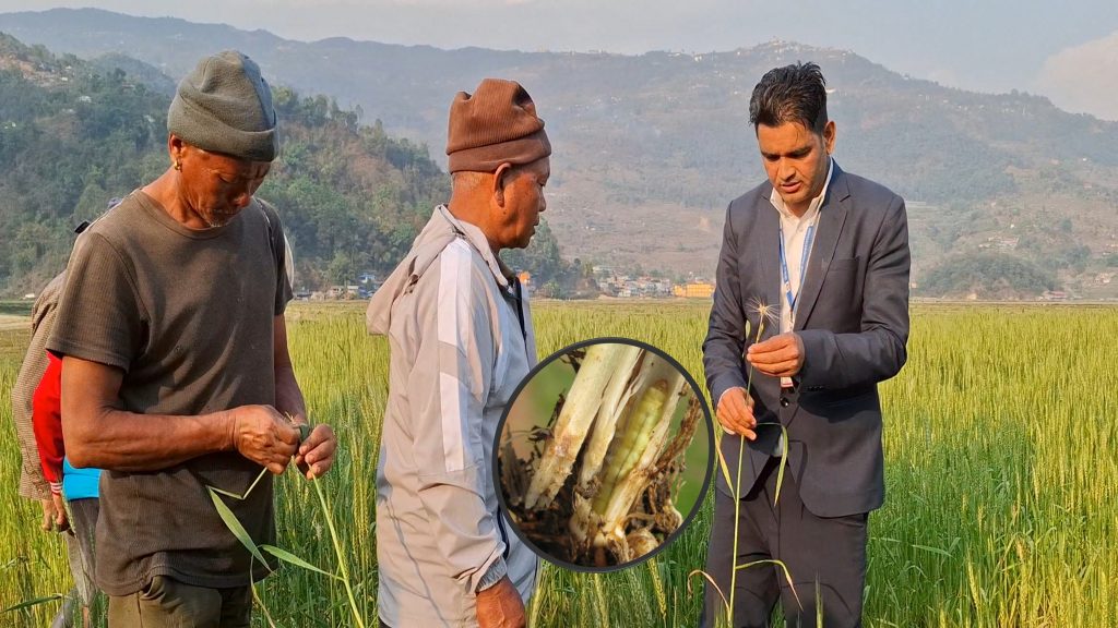 फेवा फाँटमा जेठोबुढो धान सखाप पारेको गवारो गहुँमा पनि देखियो (भिडियो सहित)