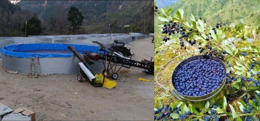 चुत्रो र गुर्जोले बजार पाउन थाल्यो