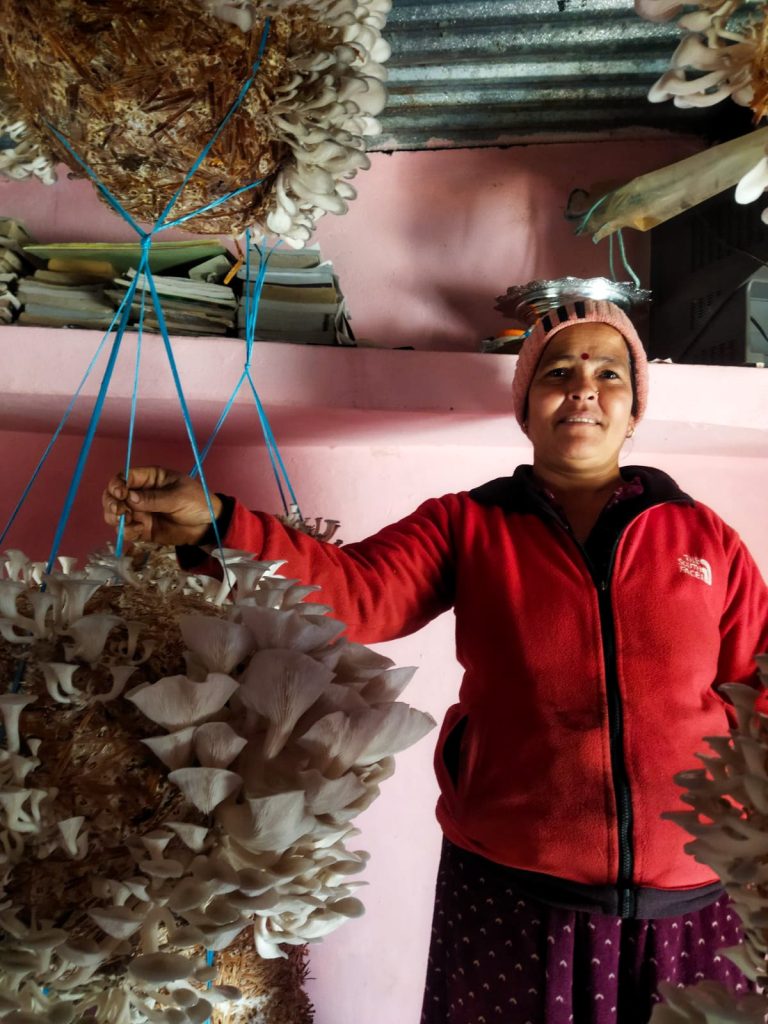 बन्दीपुरका महिला च्याउखेतीतर्फ आकर्षित