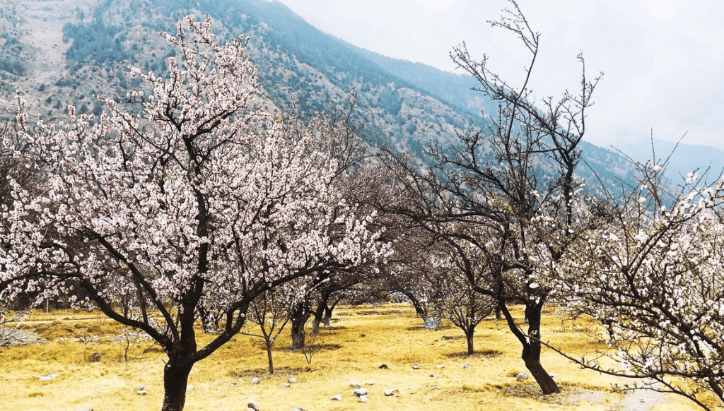 मुस्ताङमा शीतोष्ण फलफूल बगैँचाका बोटमा झपक्कै फूल
