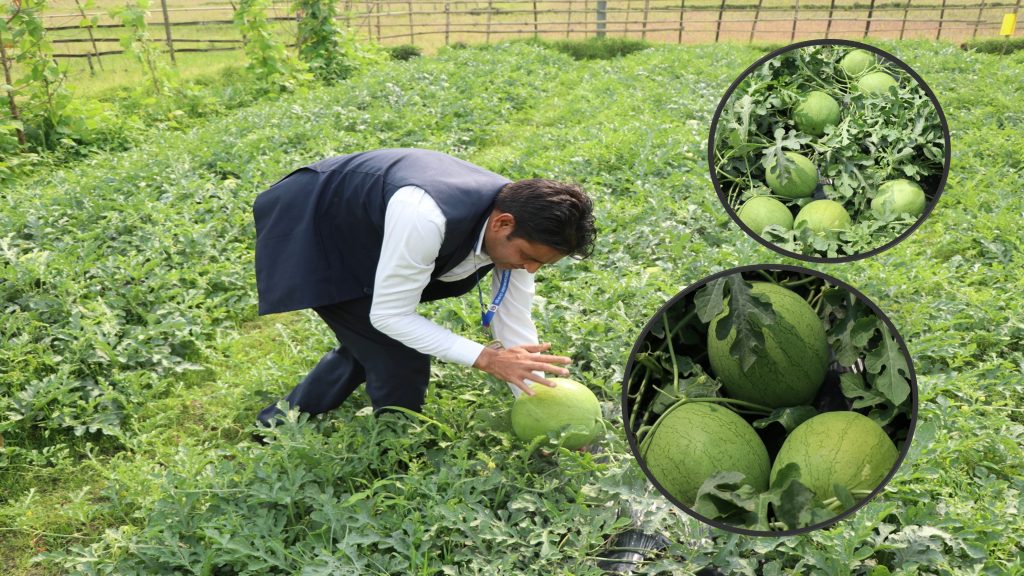 तोरी लगाउँदा निराश ढाँडवेसीका किसानमा तरबुजाले ल्यायो उत्साह (भिडियो)
