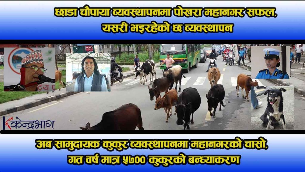 छाडा चाैपाया व्यवस्थापनमा सफल पोखरा महानगर