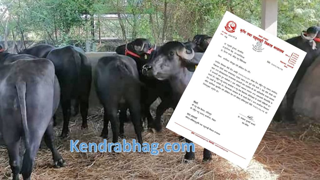 भारतबाट पोखरा ल्याइएका ७ मुर्रा राँगा मध्ये एउटा मर्यो