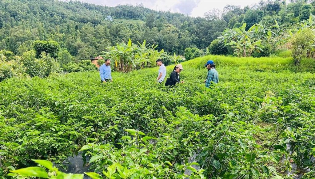 बागलुङ र पर्वतमा ९९.५ हेक्टर जग्गा चक्लाबन्दी गरेर व्यावसायिक खेती