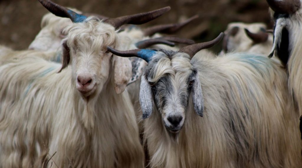 खाद्यले थाल्यो दसैँका खसी–च्याङ्ग्राको अनलाइन बुकिङ, प्रति किलो १० रुपैयाँ छुट