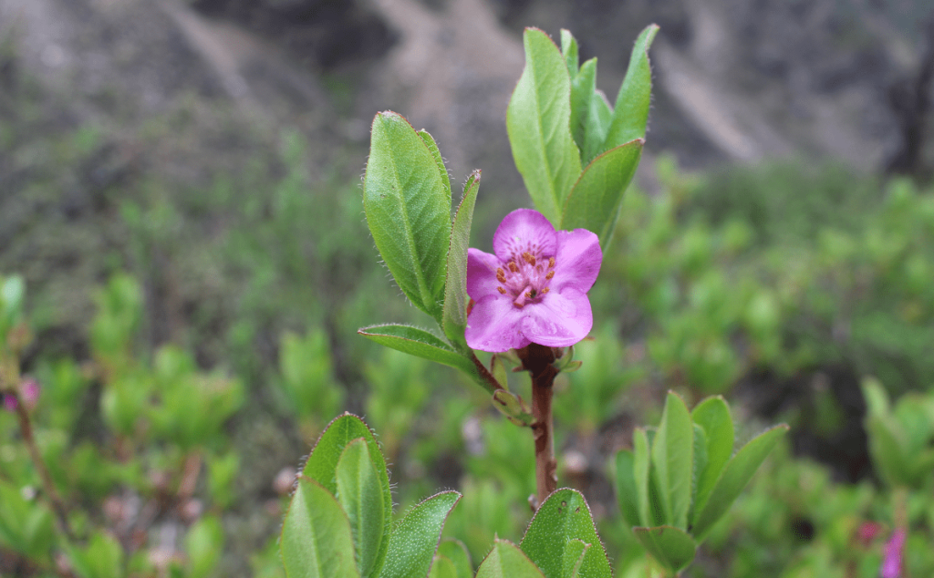 अन्नपूर्ण पदमार्गमा ढकमक्क ‘पोथ्रे गुराँस’
