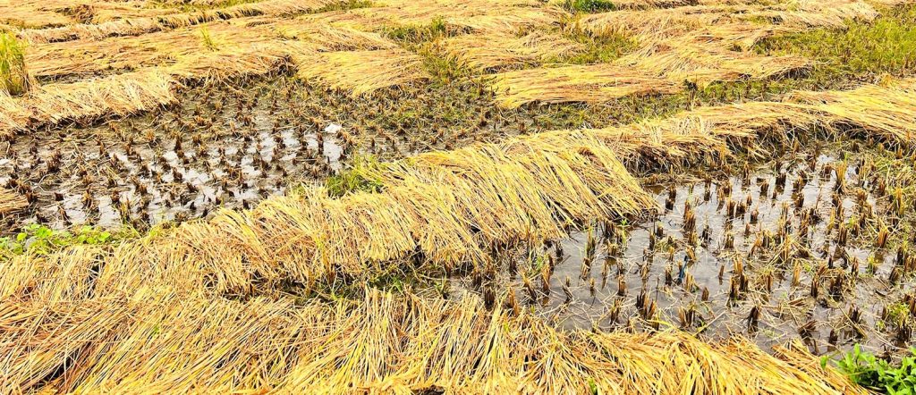 पर्वतमा धानबालीमा क्षति पुगेका कृषकलाई पैंयू गाउँपालिकाले राहत दिने