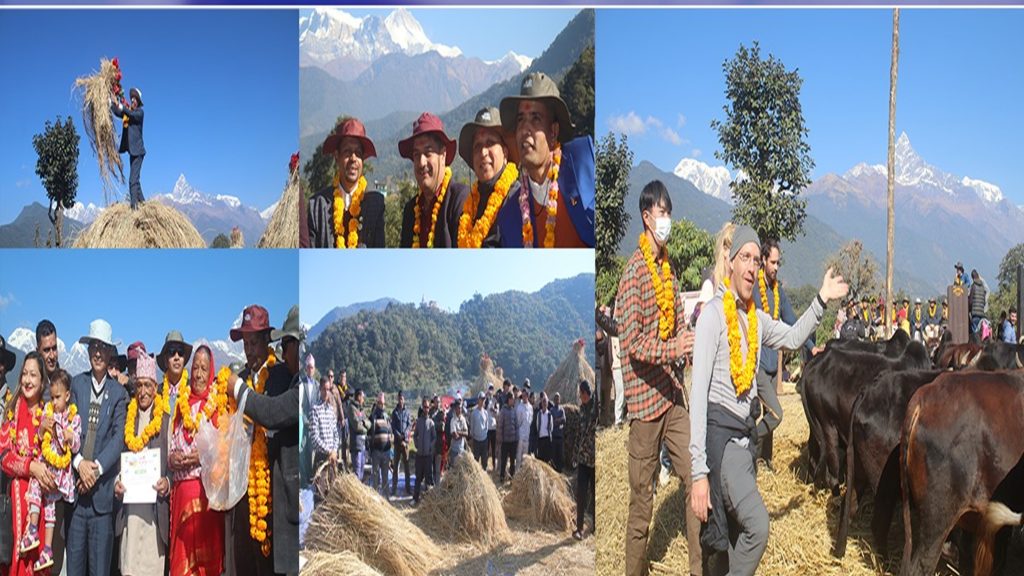 माछापुच्छ्रेको काख चुरुङ्गामा दोस्रो दाइँ महोत्सव (भिडियो)