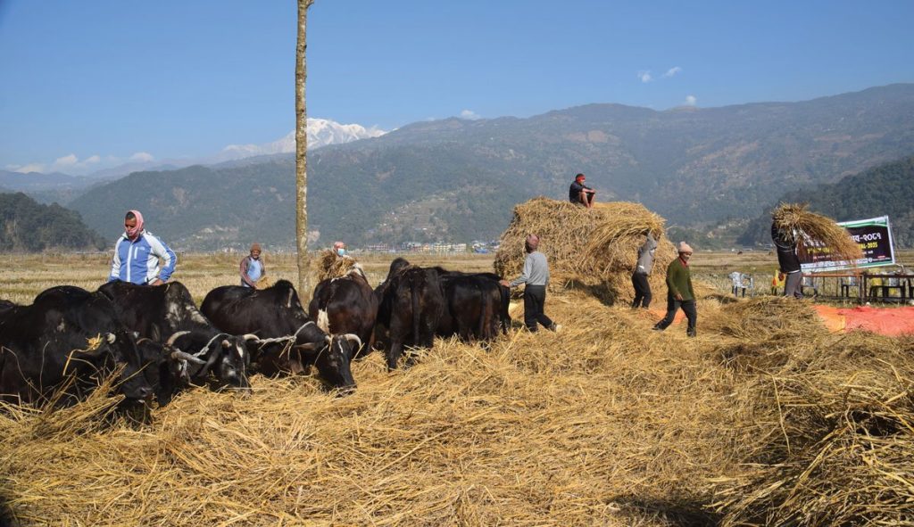 पर्यटन प्रवर्द्धन गर्न पोखराको पुरनचौरमा दाइँ महोत्सव