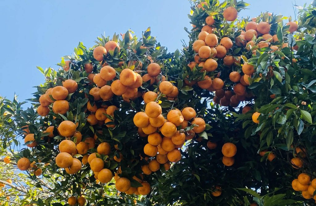 स्याङ्जाको अर्बकुना सुन्तला उत्पादन कृषक समूहले  गऱ्यो ९० लाखको सुन्तला बिक्री