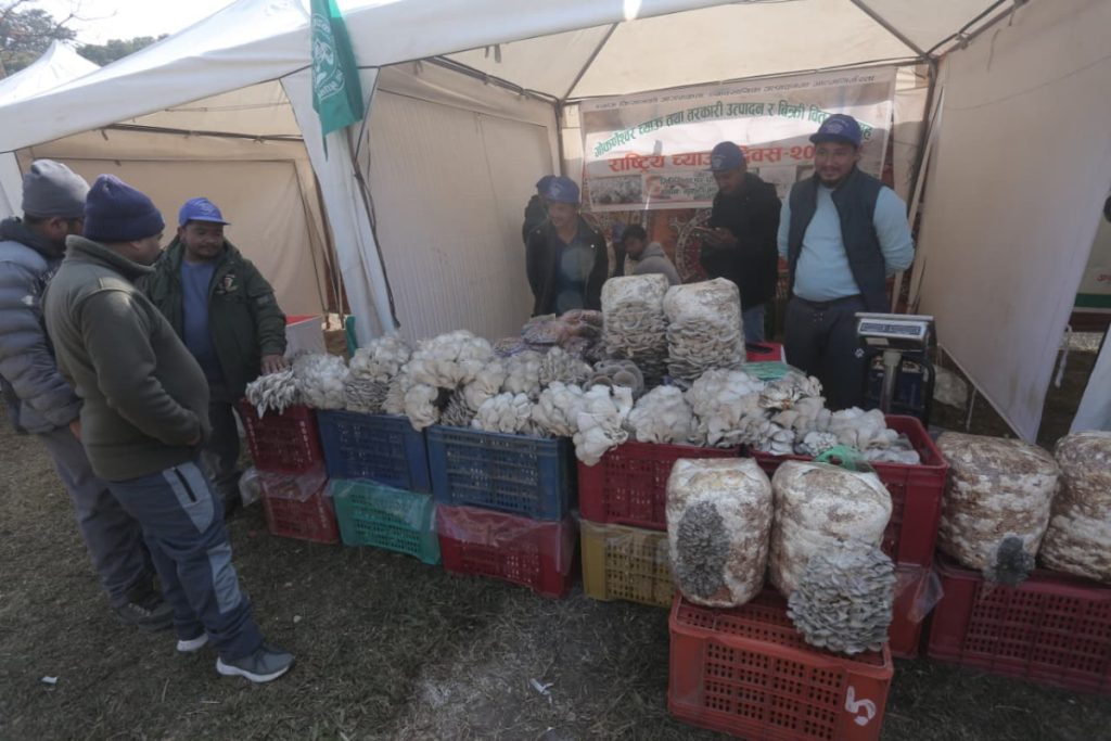 आज प्रथम राष्ट्रिय च्याउ दिवस : वार्षिक १५–२० करोडको च्याउ आयात गर्नुपर्ने अवस्था