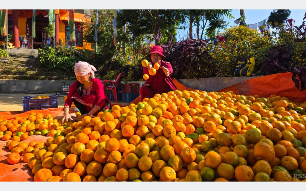 बन्दीपुरका किसान सुन्तलाखेतीप्रति आकर्षित