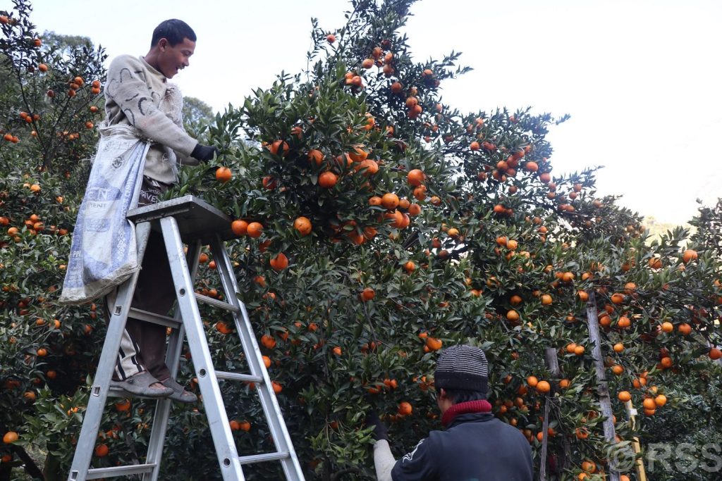 सुन्तला टिप्ने काम खोज्दै धादिङका युवा म्याग्दीमा