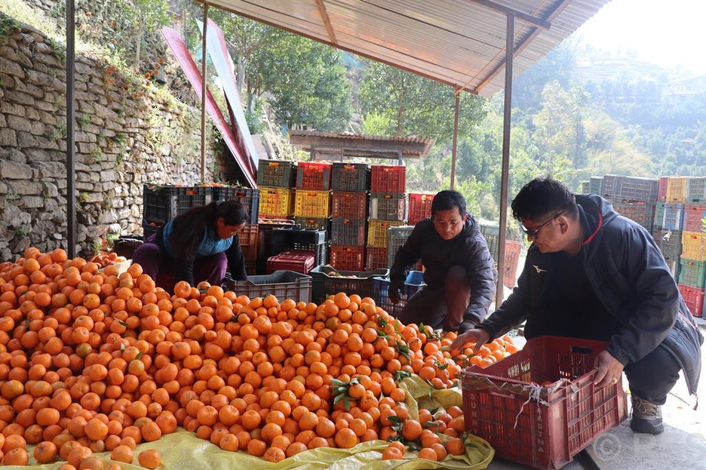 सुन्तला बेचेर वर्षमा २० लाख आम्दानी
