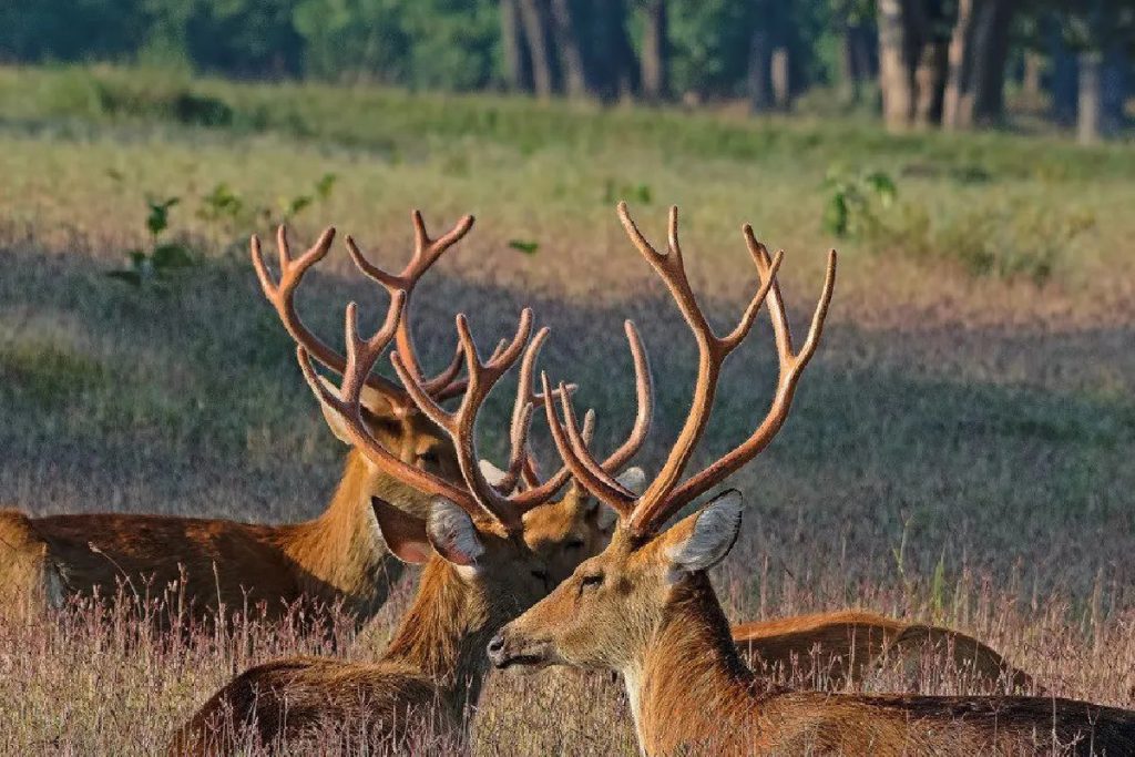 शुक्लाफाँटा राष्ट्रिय निकुञ्जमा आजदेखि बाह्रसिङ्गा गणना सुरु