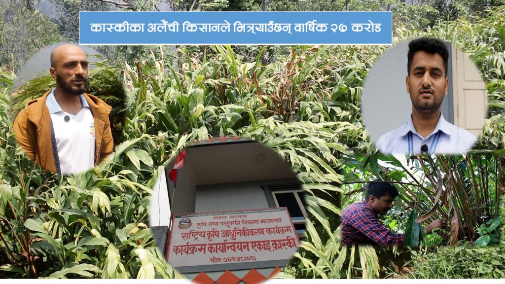 कास्कीको २५२ हेक्टरमा वार्षिक १०९ मेट्रिक टन अलैंची उत्पादन