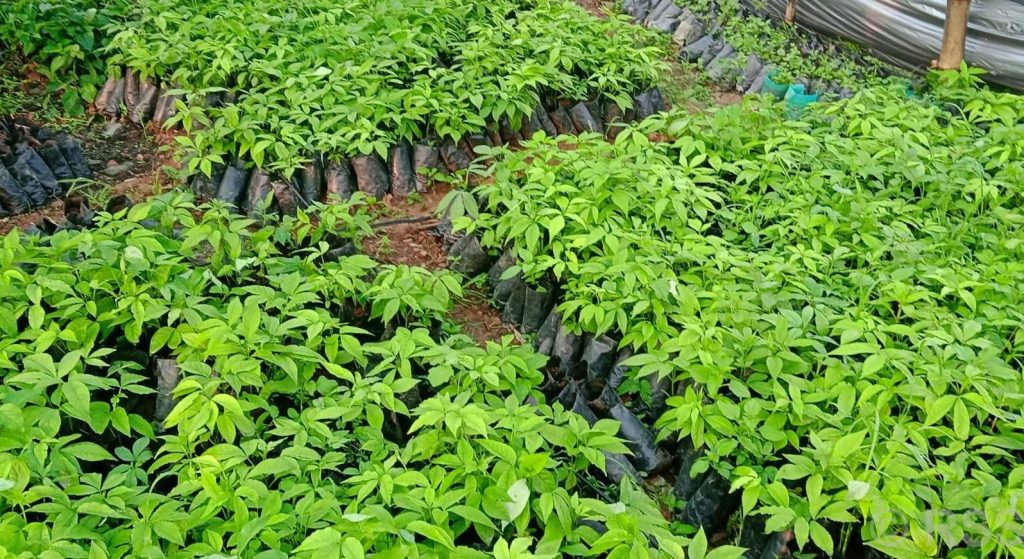 पोखराका किसानलाई सिप्लिकान र चिउरीका बिरुवा अनुदानमा दिने महानगरको तयारी