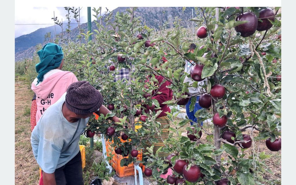 मुस्ताङमा छिटो पाक्ने स्याउ टिप्न थालियो